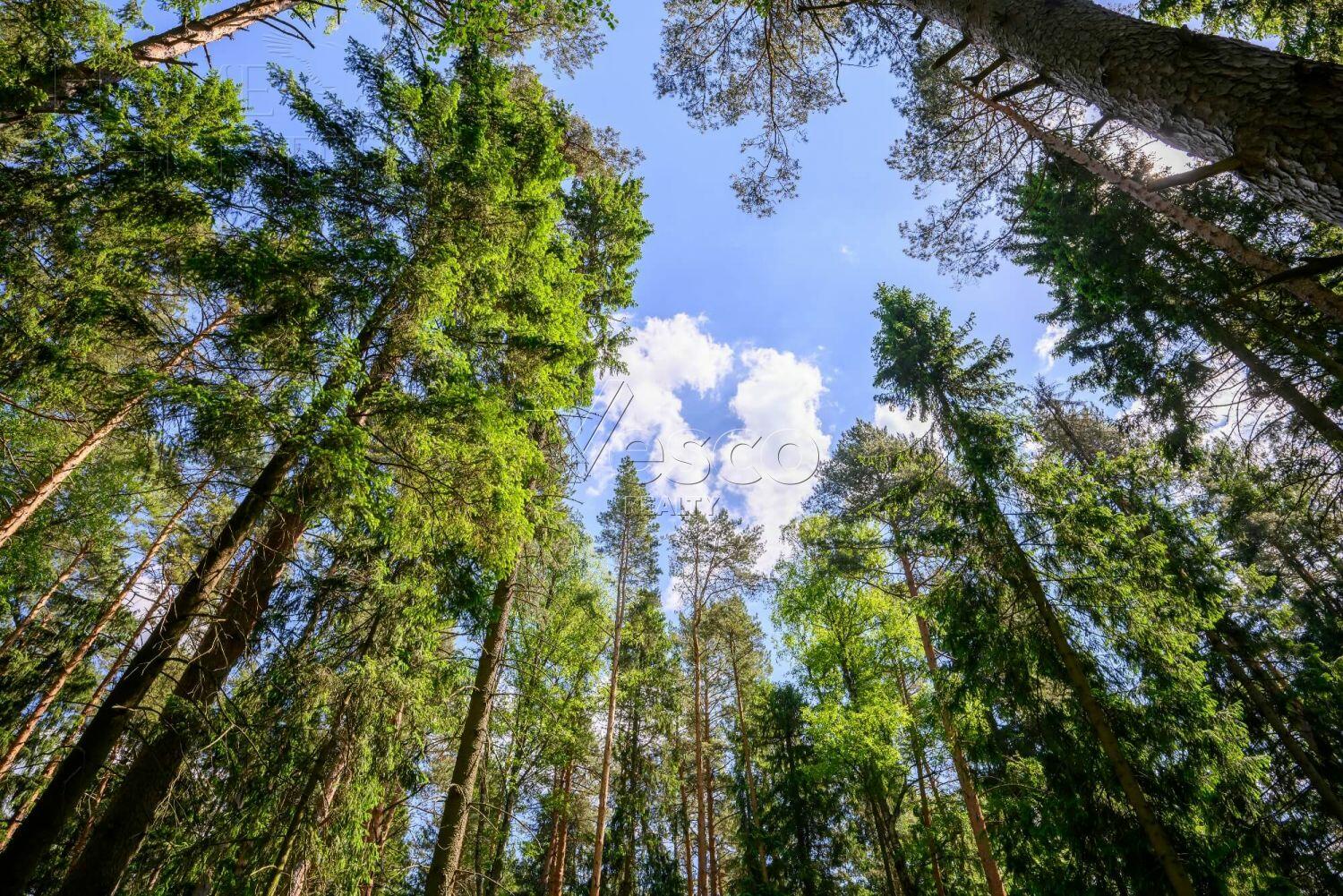 Участок 270.5 сот. в охраняемом поселке