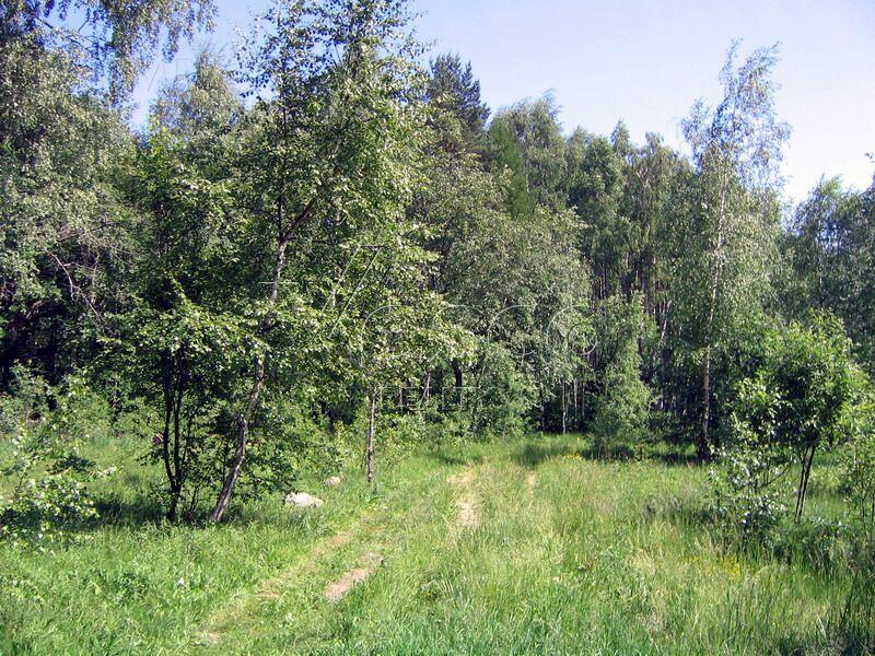 Участок 82 сот.