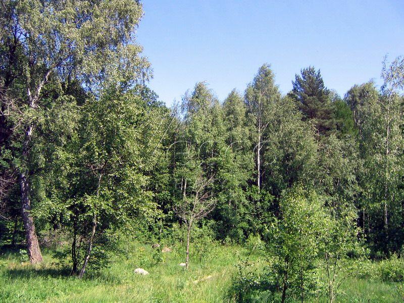 Участок 82 сот.