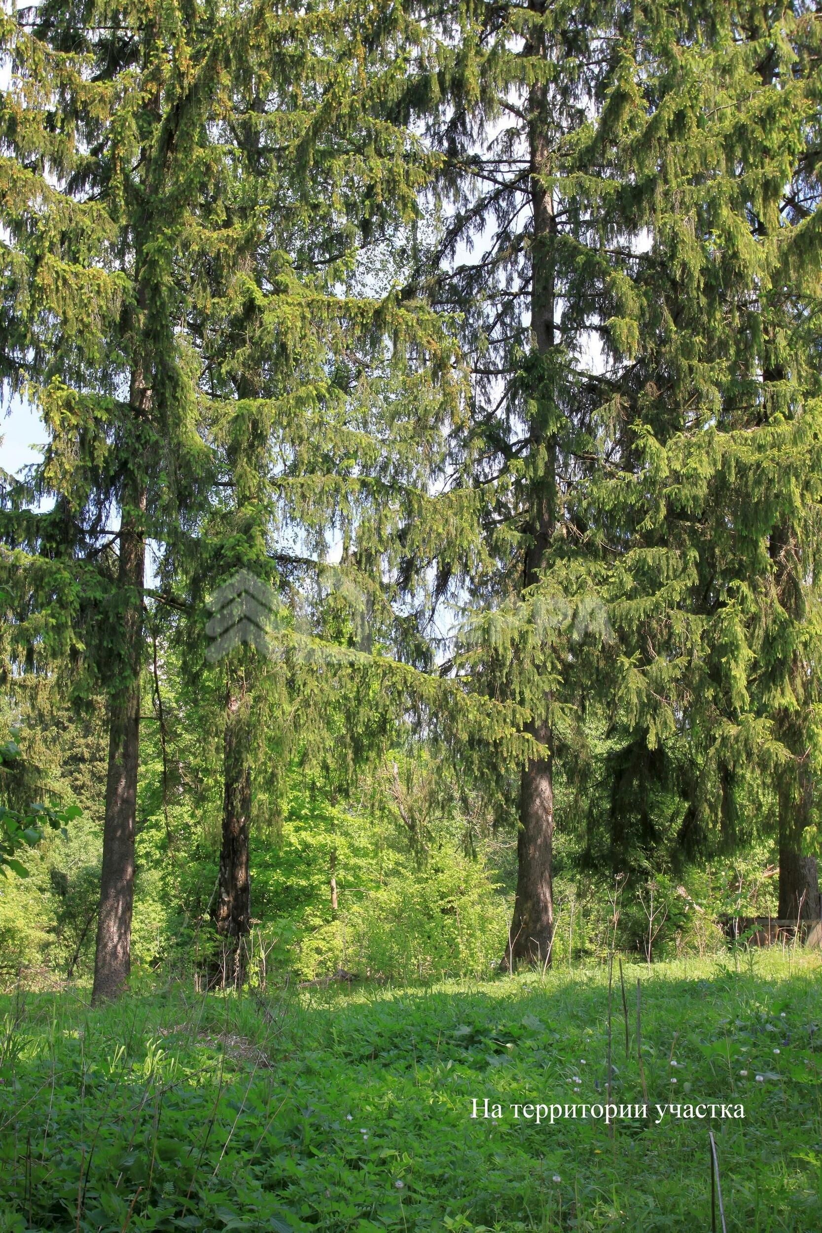 Участок 540 сот.