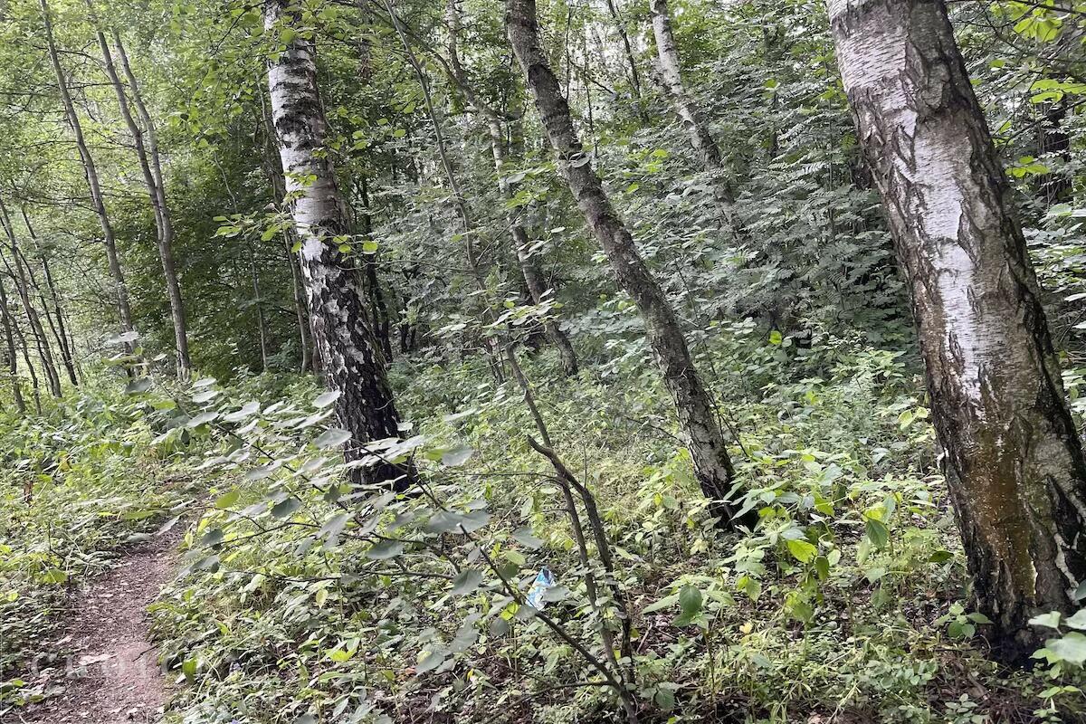 Участок 55 сот.