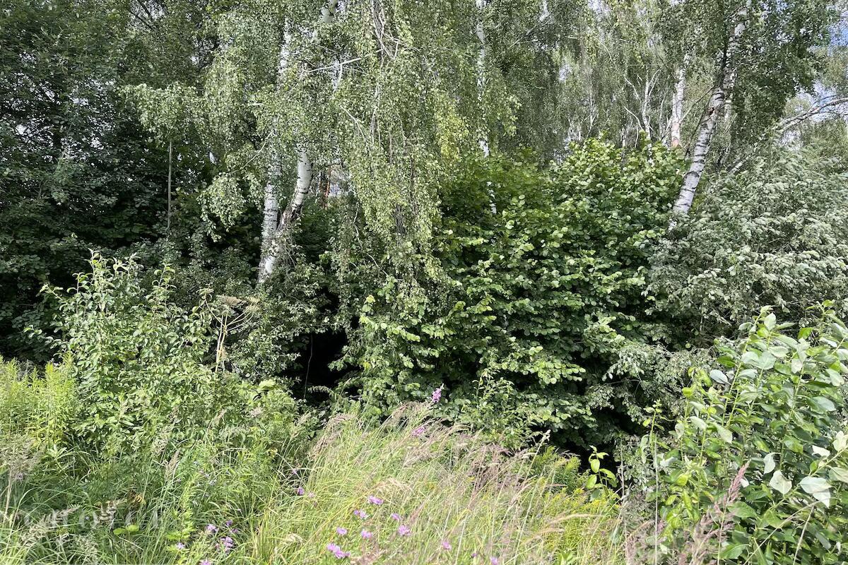 Участок 55 сот.