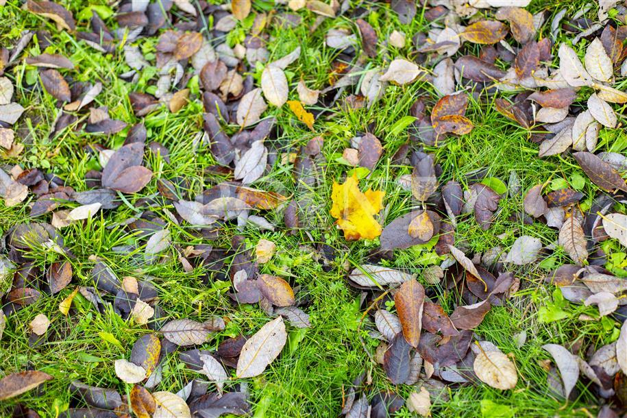 Участок 54.46 сот. в охраняемом поселке