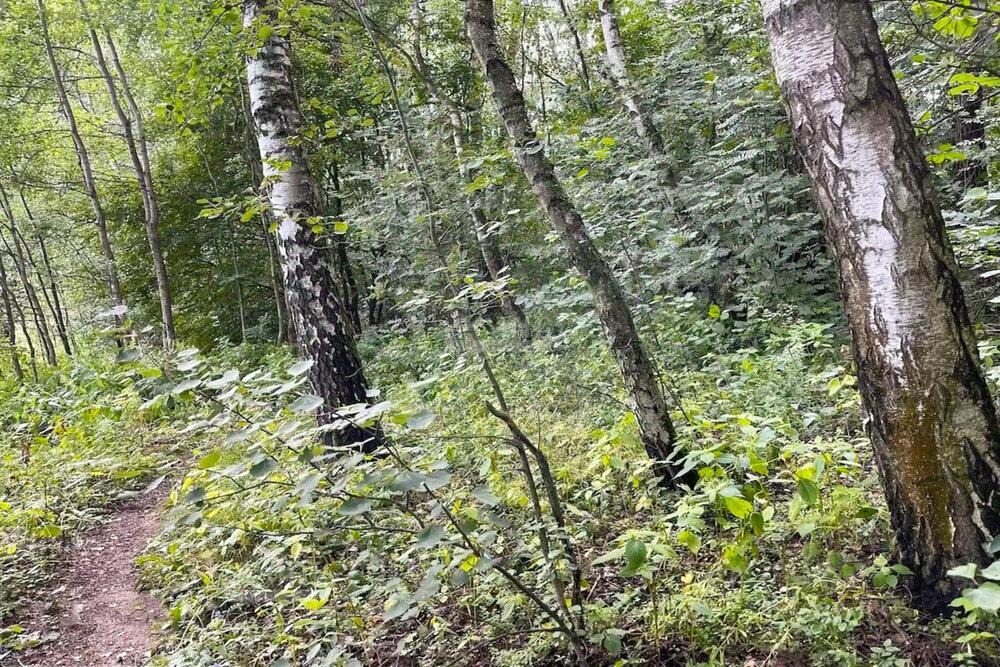 Участок 55 сот.