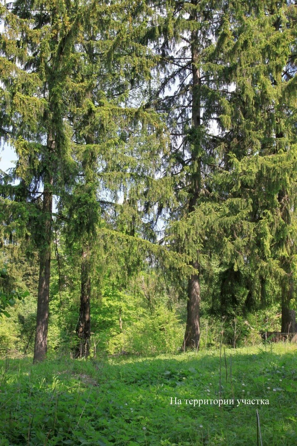 Участок 40 сот.