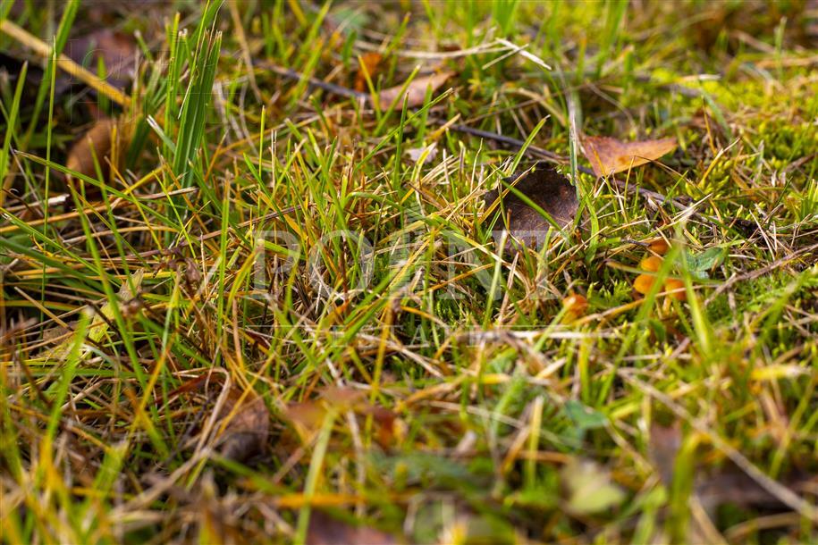 Участок 56.13 сот. в охраняемом поселке