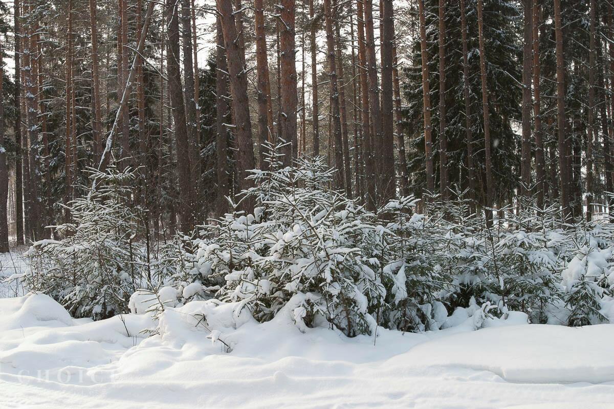 Участок 117 сот. в охраняемом поселке