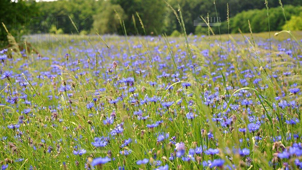 Участок 12 сот. в охраняемом поселке