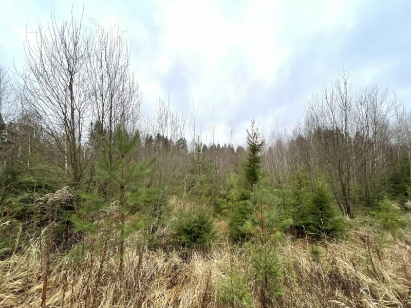 Участок 150 сот.