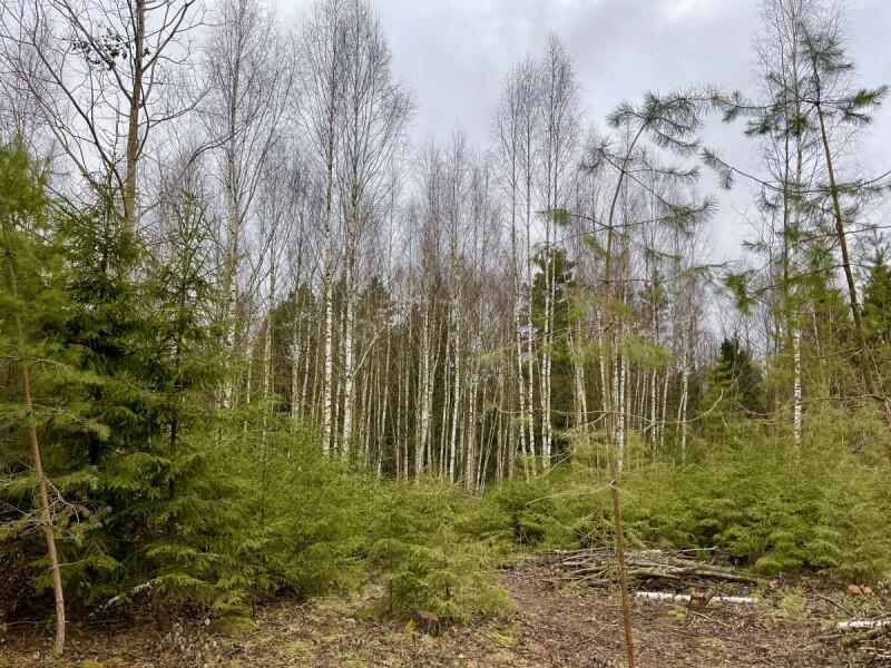 Участок 150 сот.