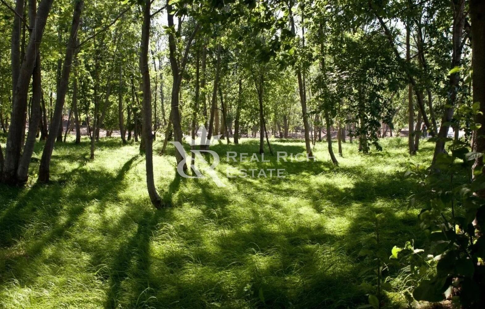 Участок 81 сот.