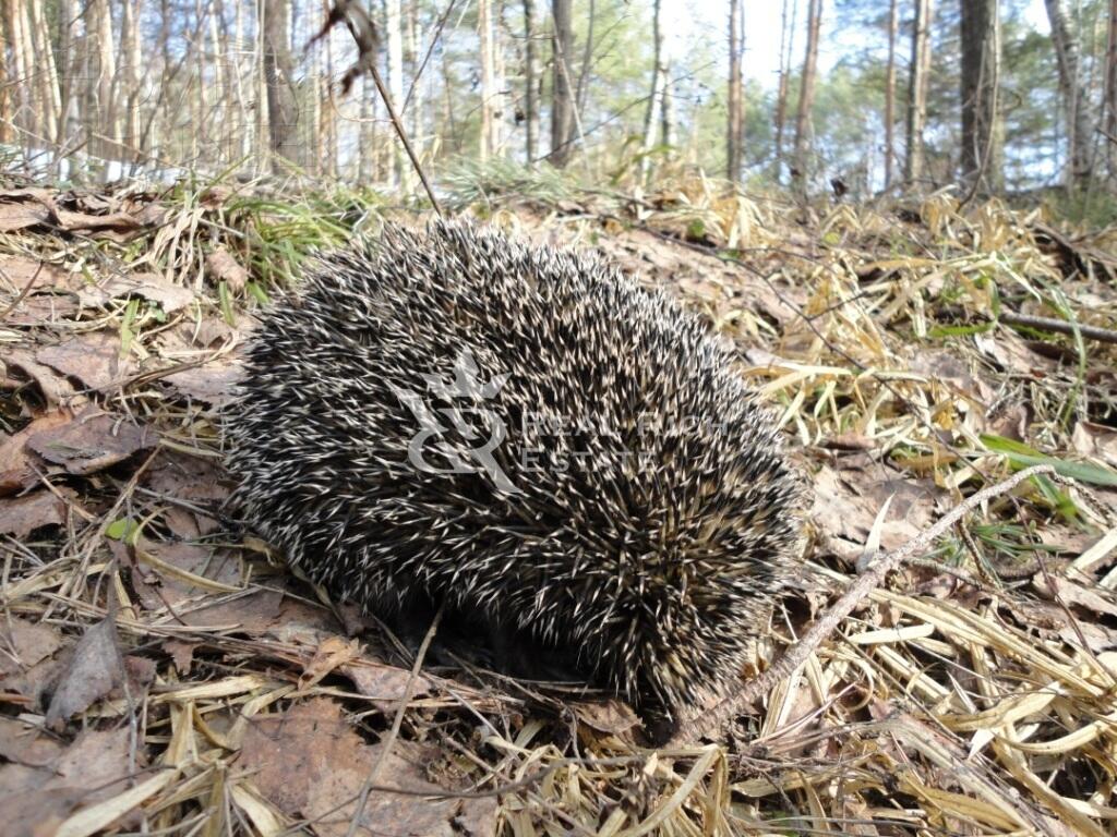 Участок 50 сот. в охраняемом поселке