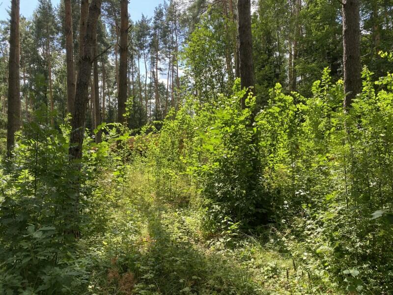 Участок 19 сот.