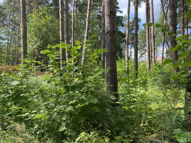 Участок 19 сот.