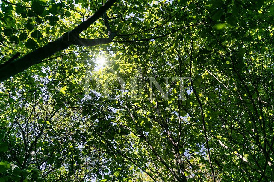 Участок 100 сот.