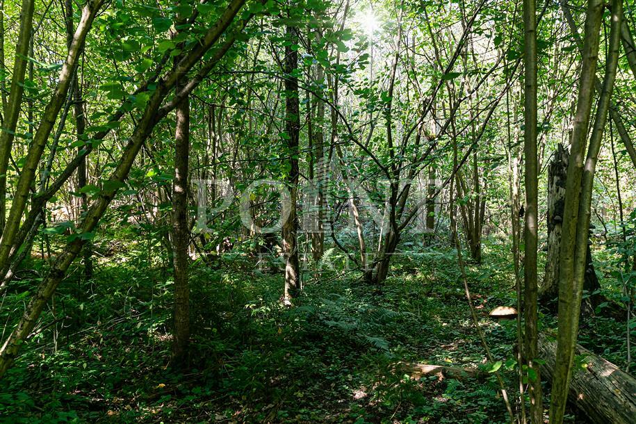 Участок 100 сот.