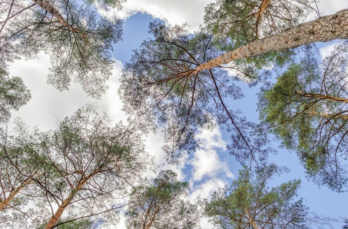 2-этажный коттедж 1 350 м² без отделки