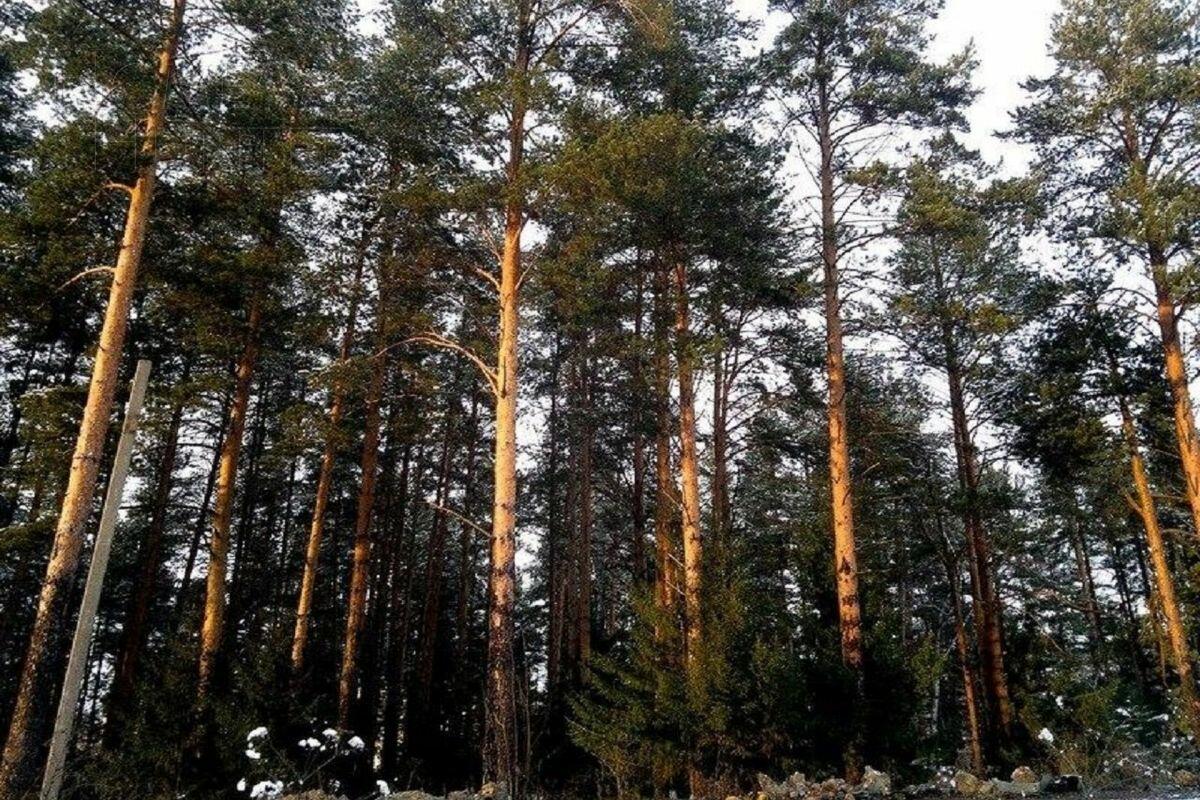 Участок 50 сот. в охраняемом поселке