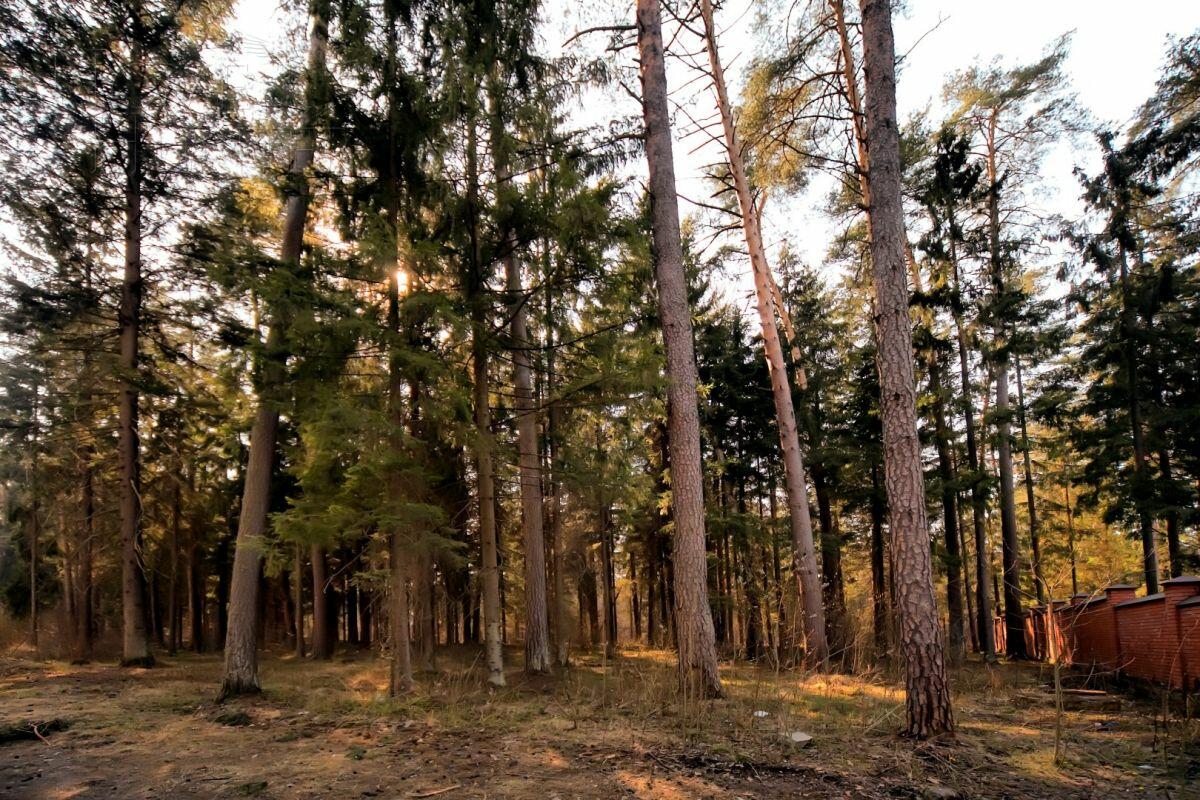 Участок 50 сот. в охраняемом поселке