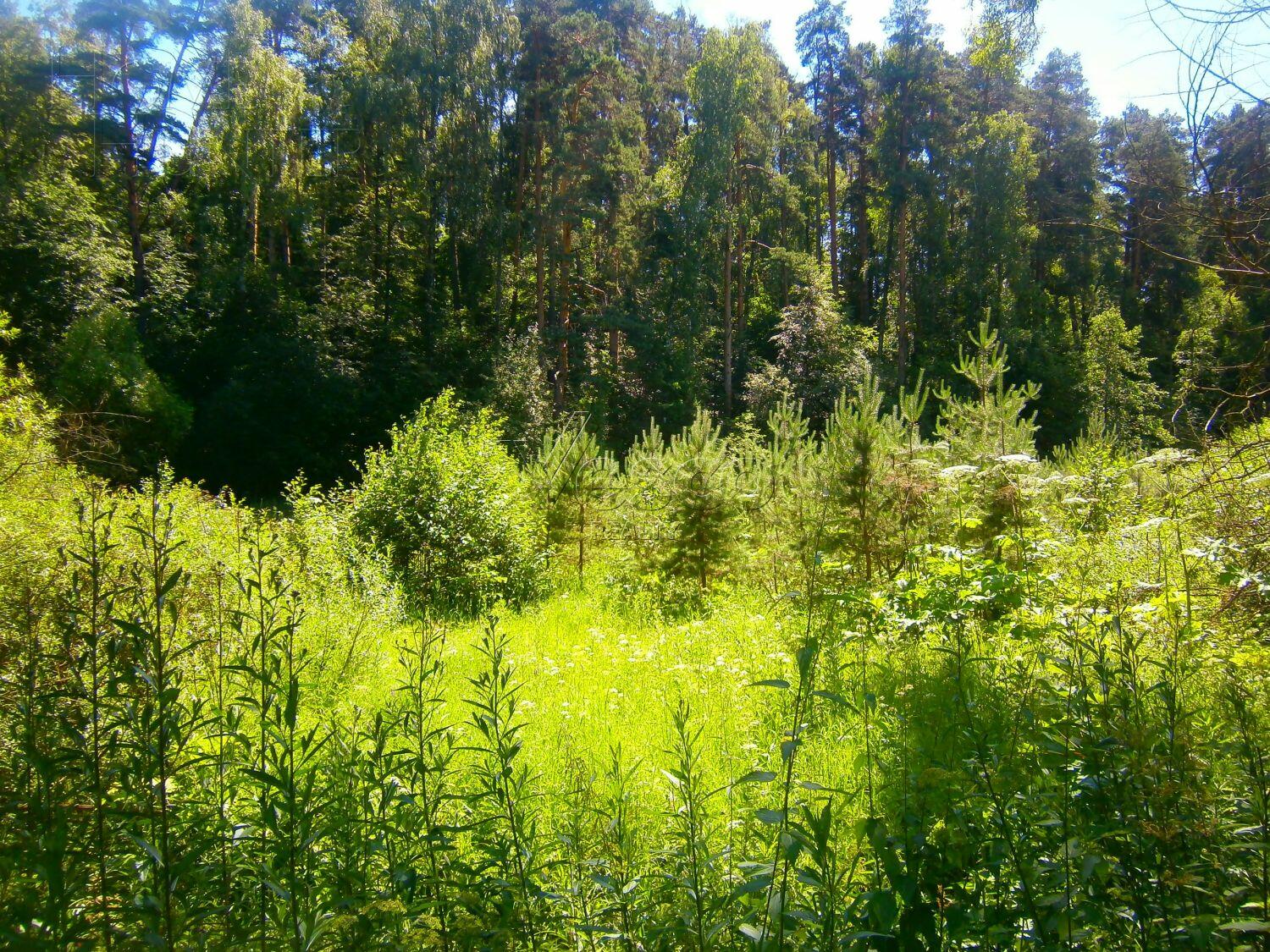 Участок 170 сот.