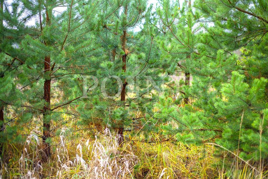 Участок 15.94 сот.