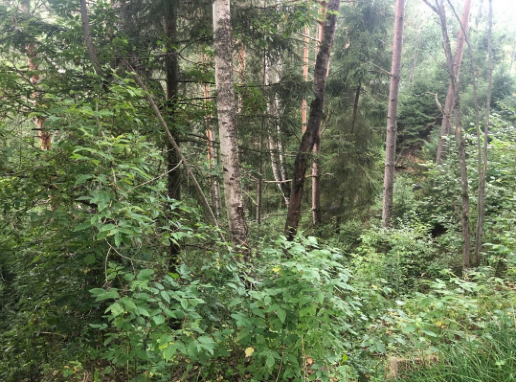 Участок 21 сот.