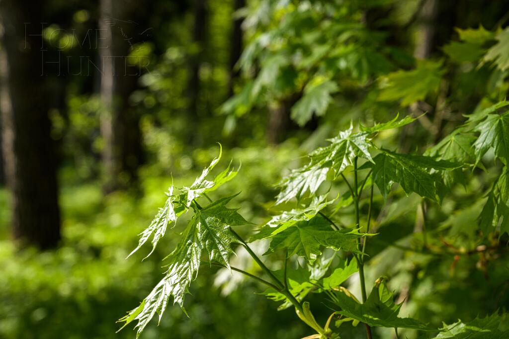 Участок 15 сот. в охраняемом поселке