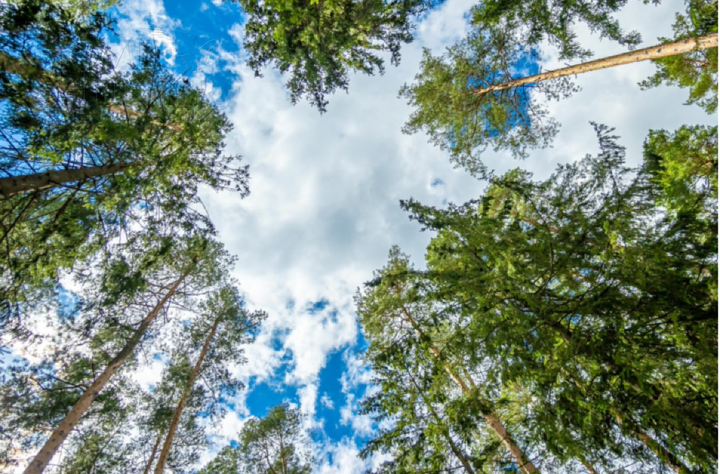 Участок 21 сот.