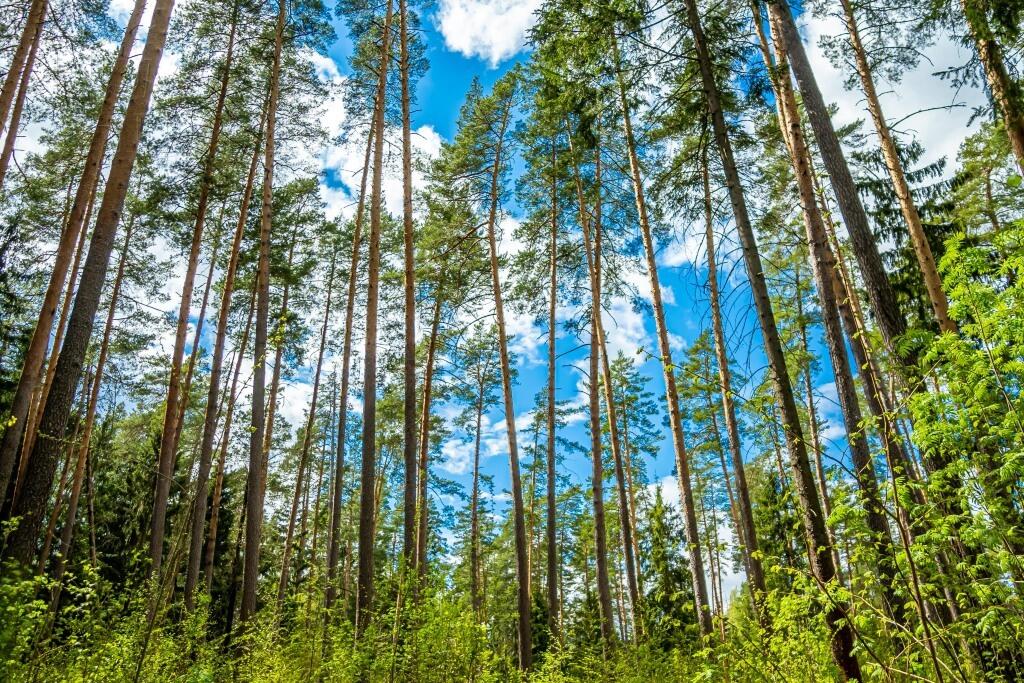 Участок 40 сот. в охраняемом поселке