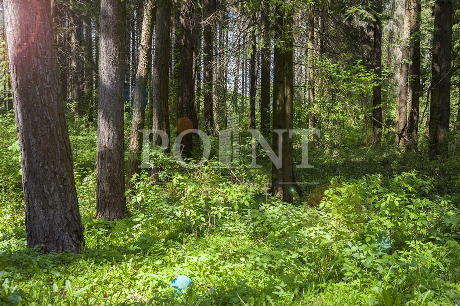 Участок 125 сот.