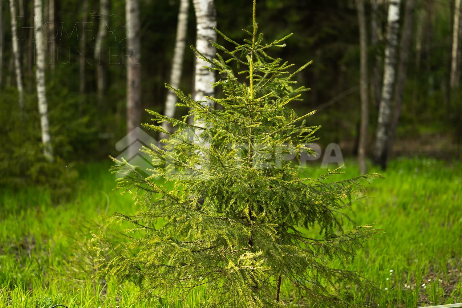 Участок 18 сот.