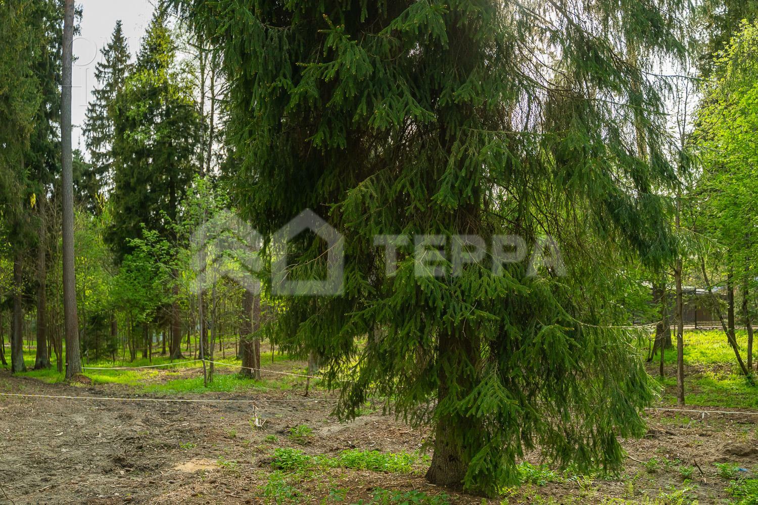 Участок 25 сот.