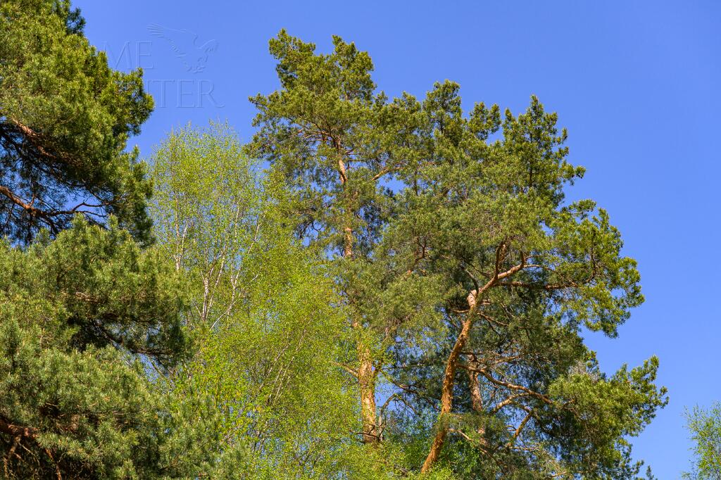 Участок 14.7 сот. в охраняемом поселке