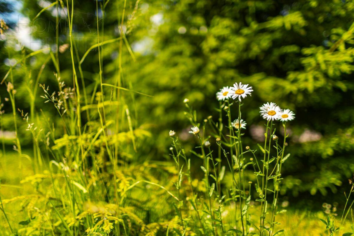 Участок 23.6 сот. в охраняемом поселке