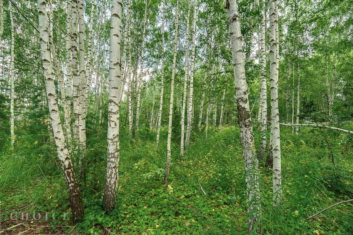 Участок 80 сот.