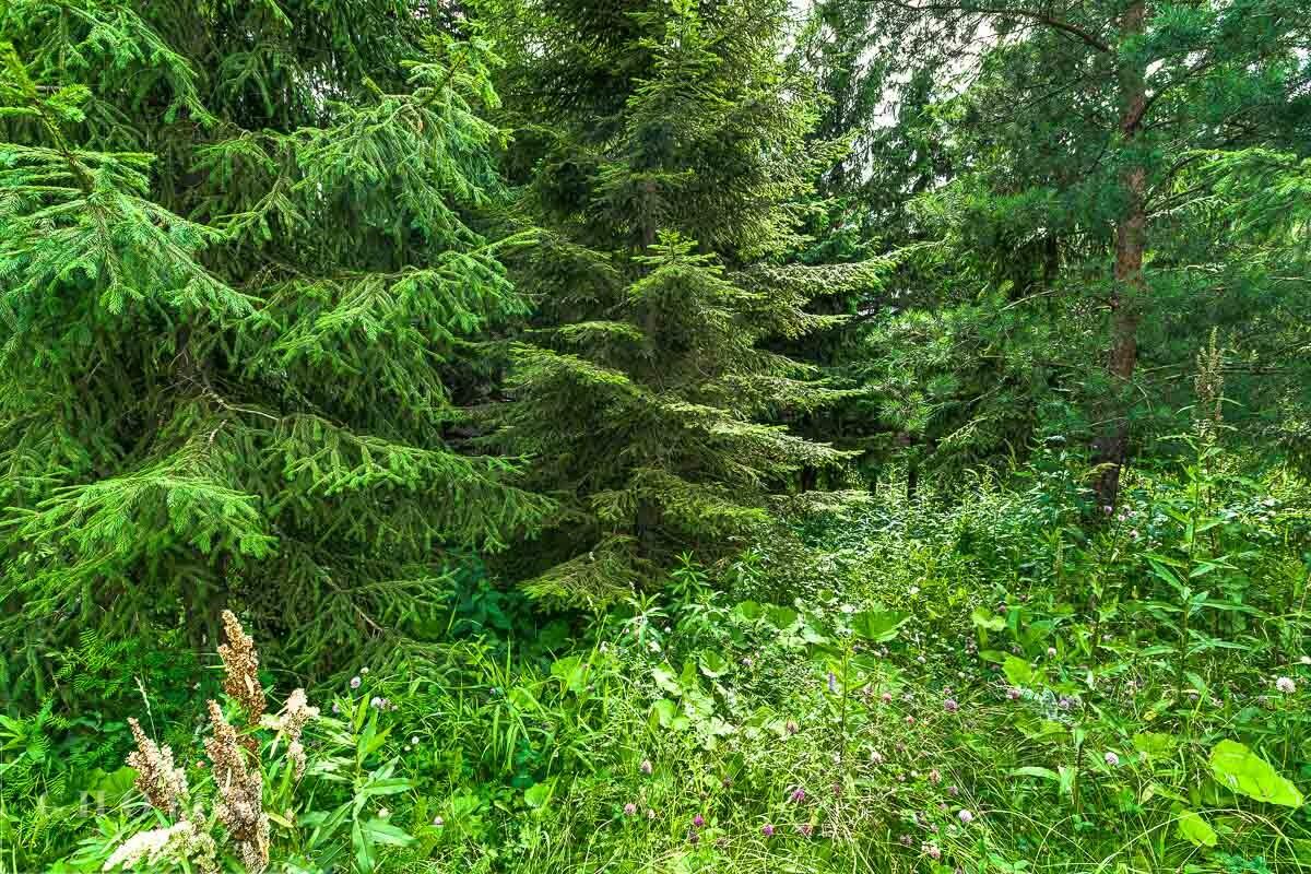 Участок 24.3 сот. в охраняемом поселке