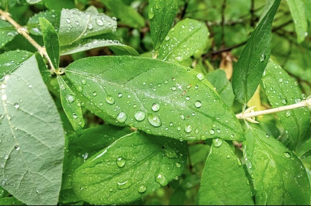 Участок 18 сот.