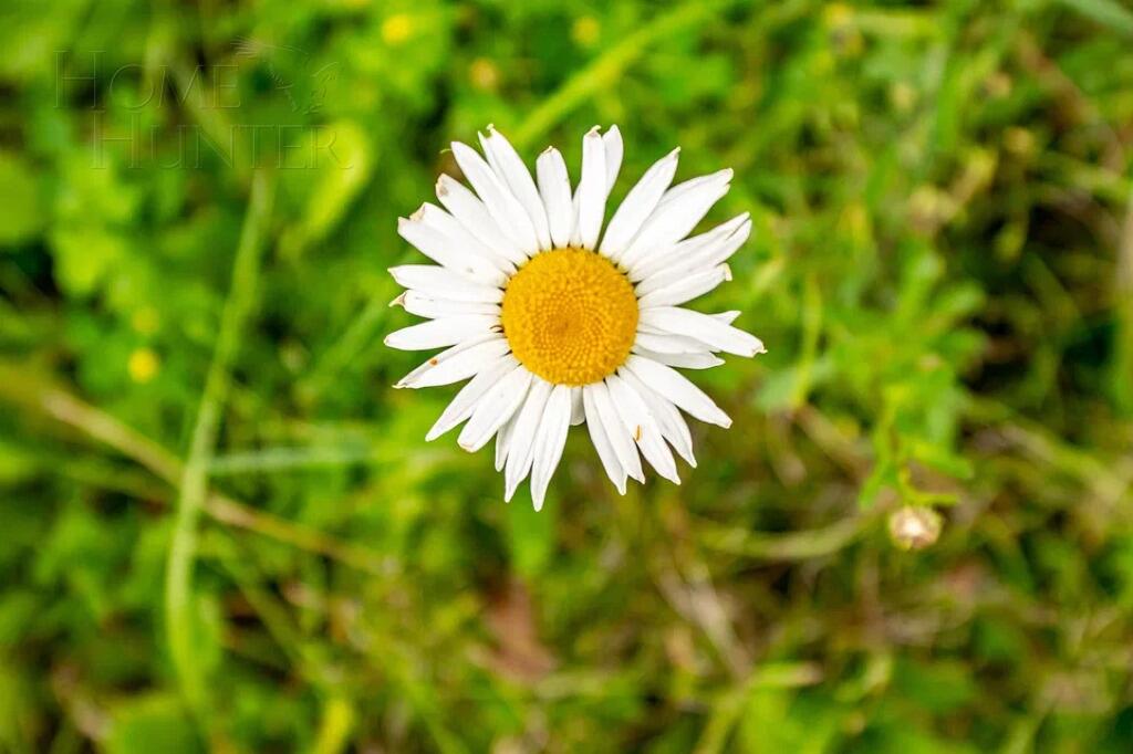 Участок 50 сот. в охраняемом поселке