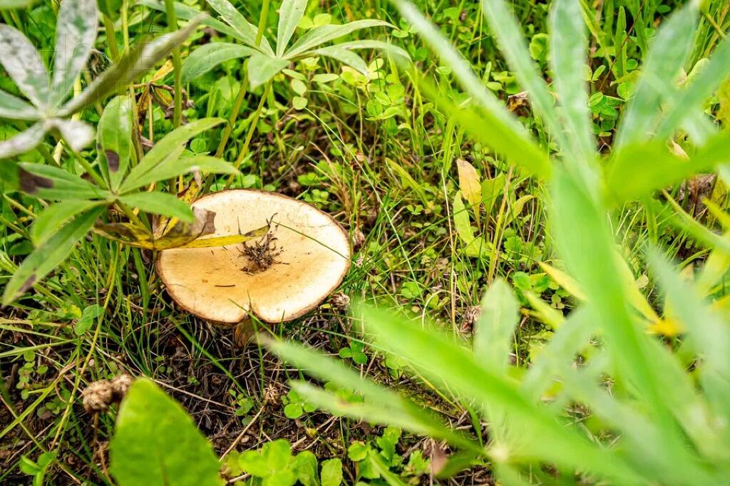 Участок 71 сот. в охраняемом поселке