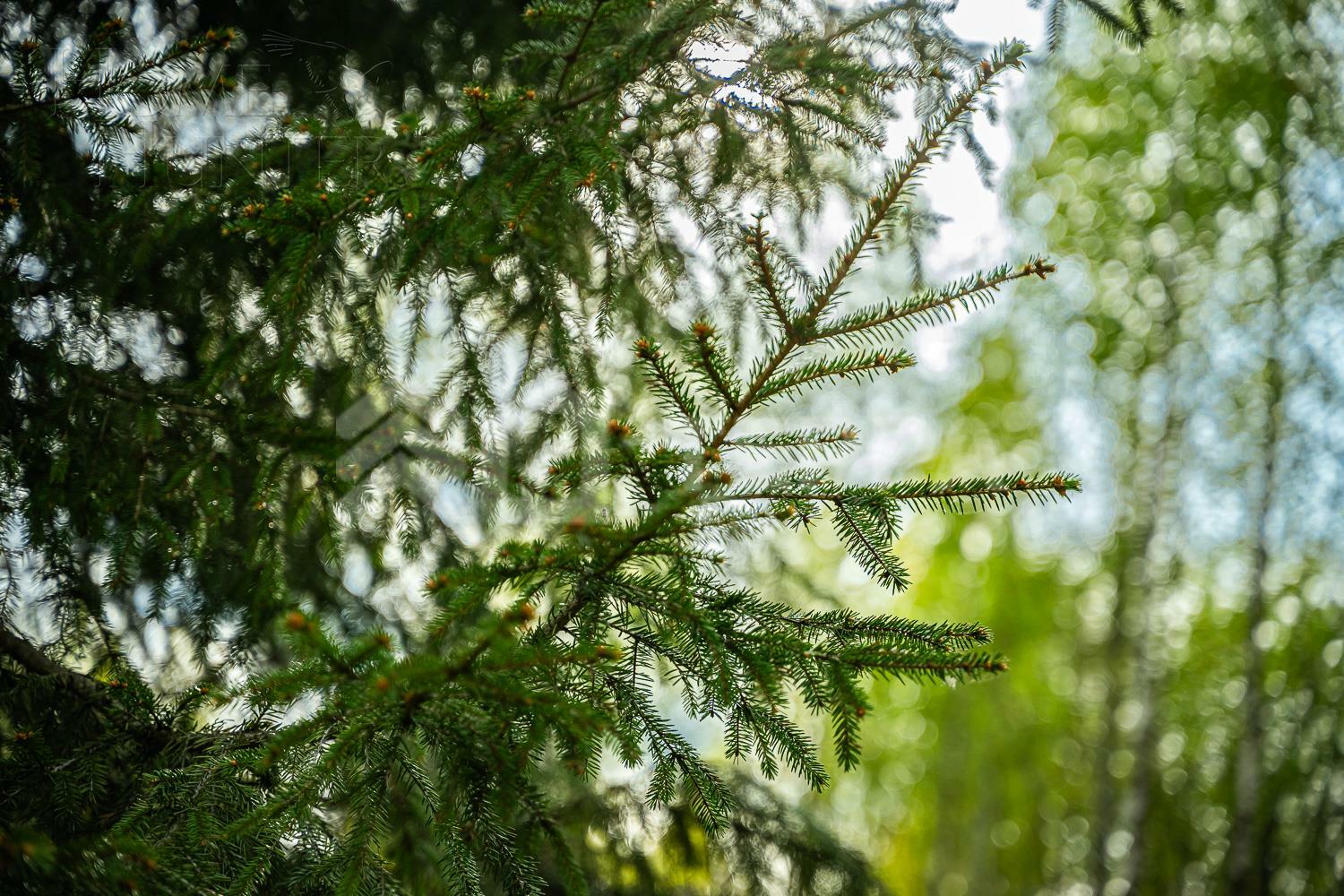 Участок 12 сот. в охраняемом поселке