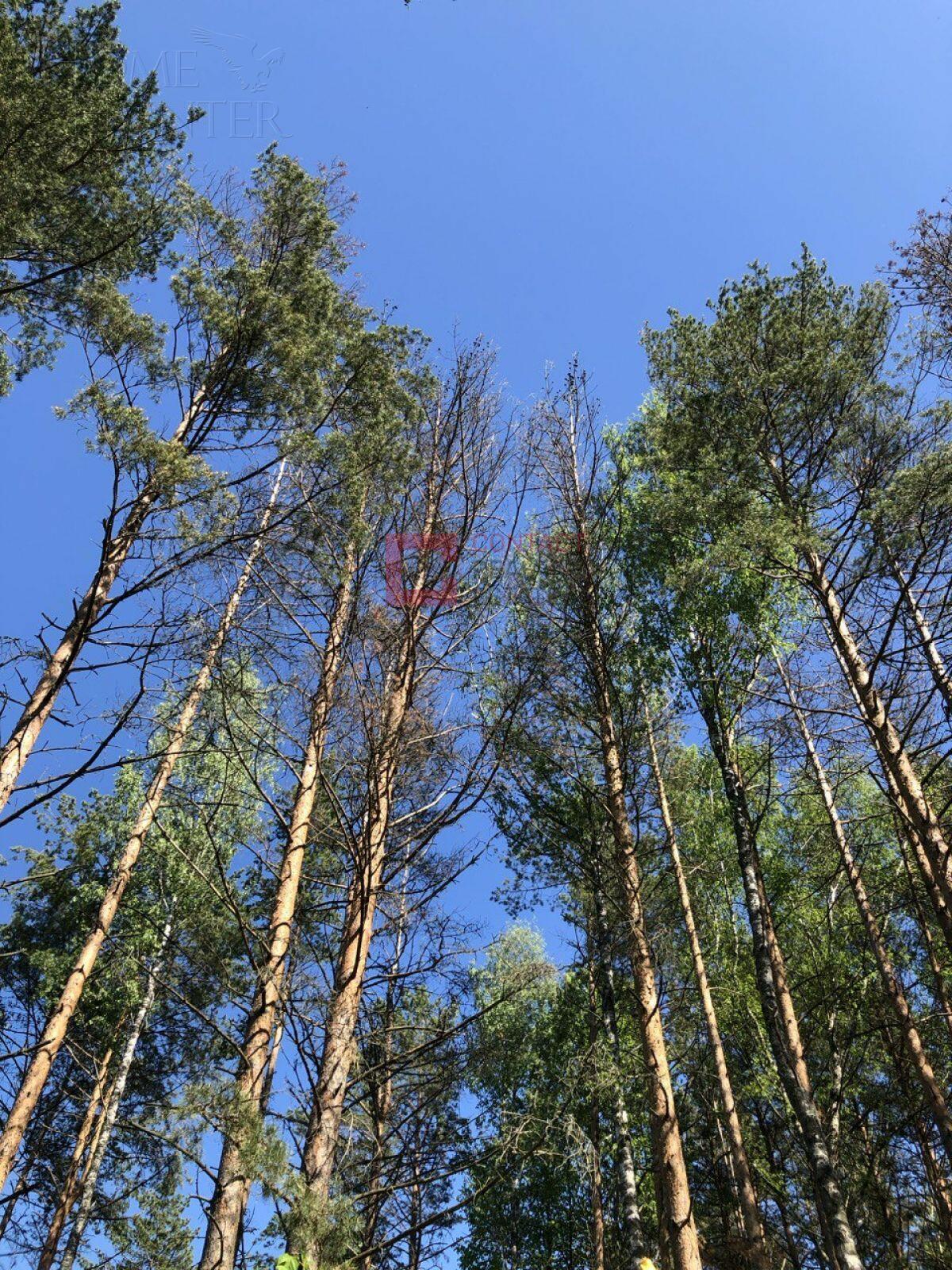 Участок 50 сот.