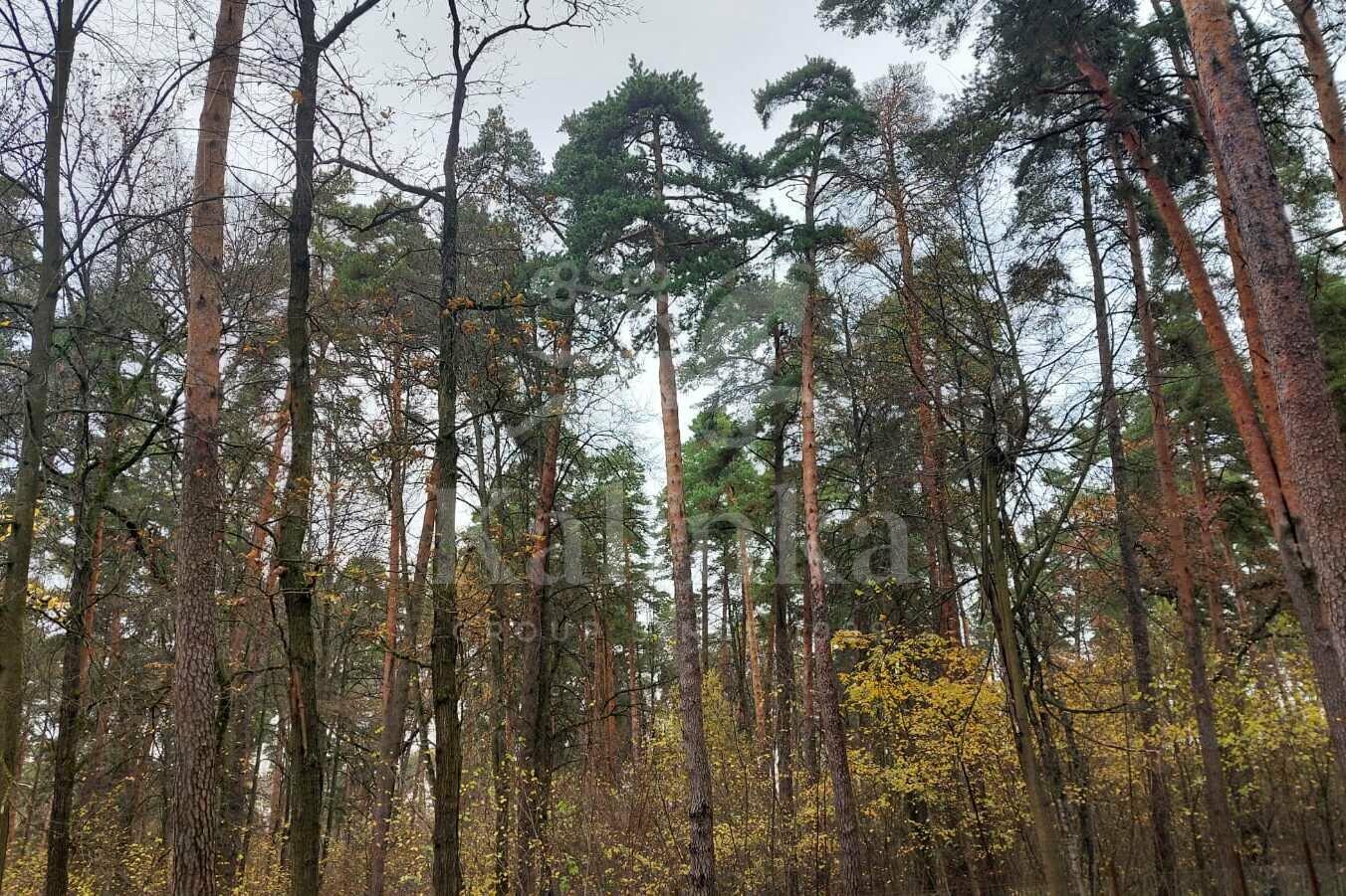 Участок 25 сот.