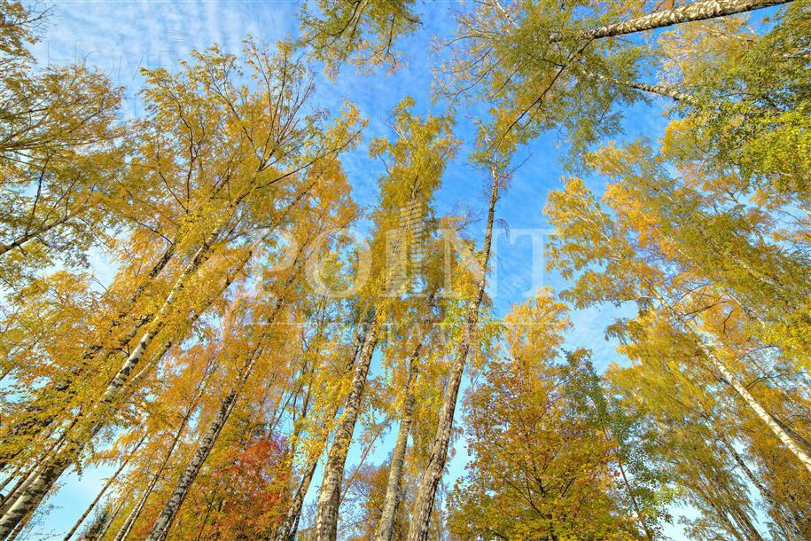 Участок 20 сот.