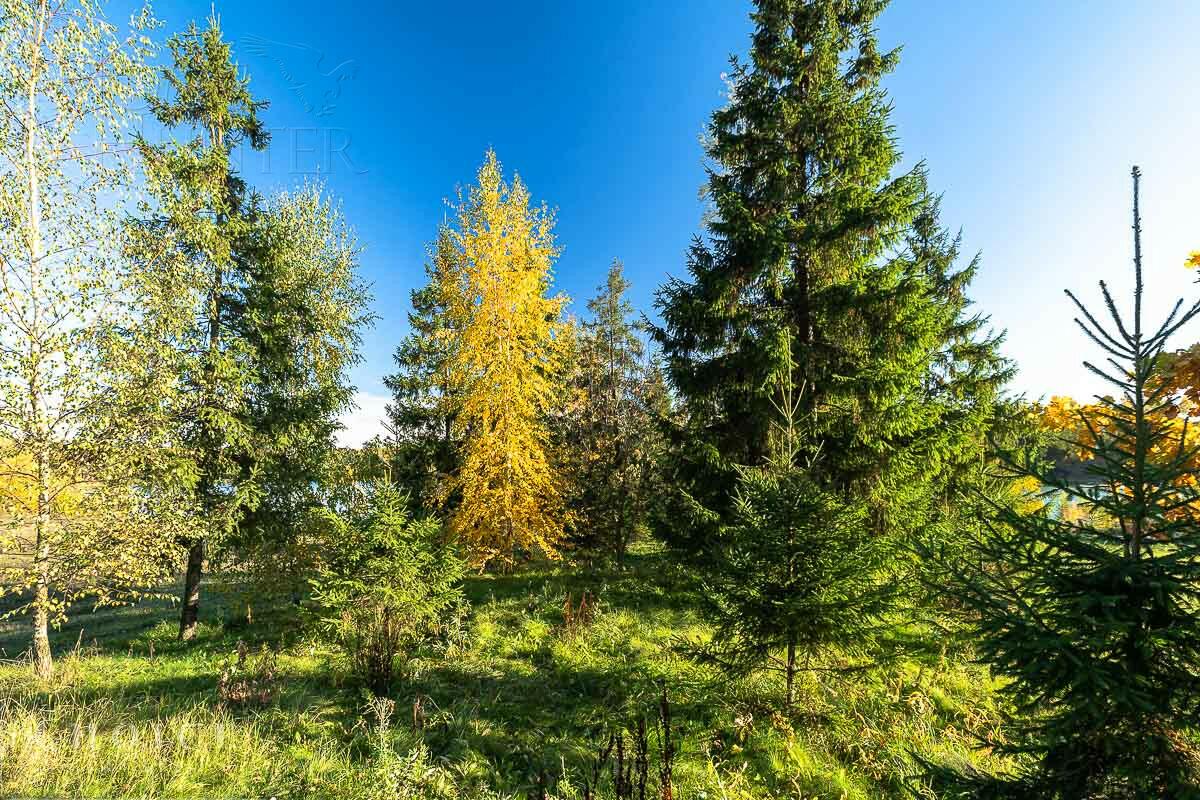 Участок 60 сот.