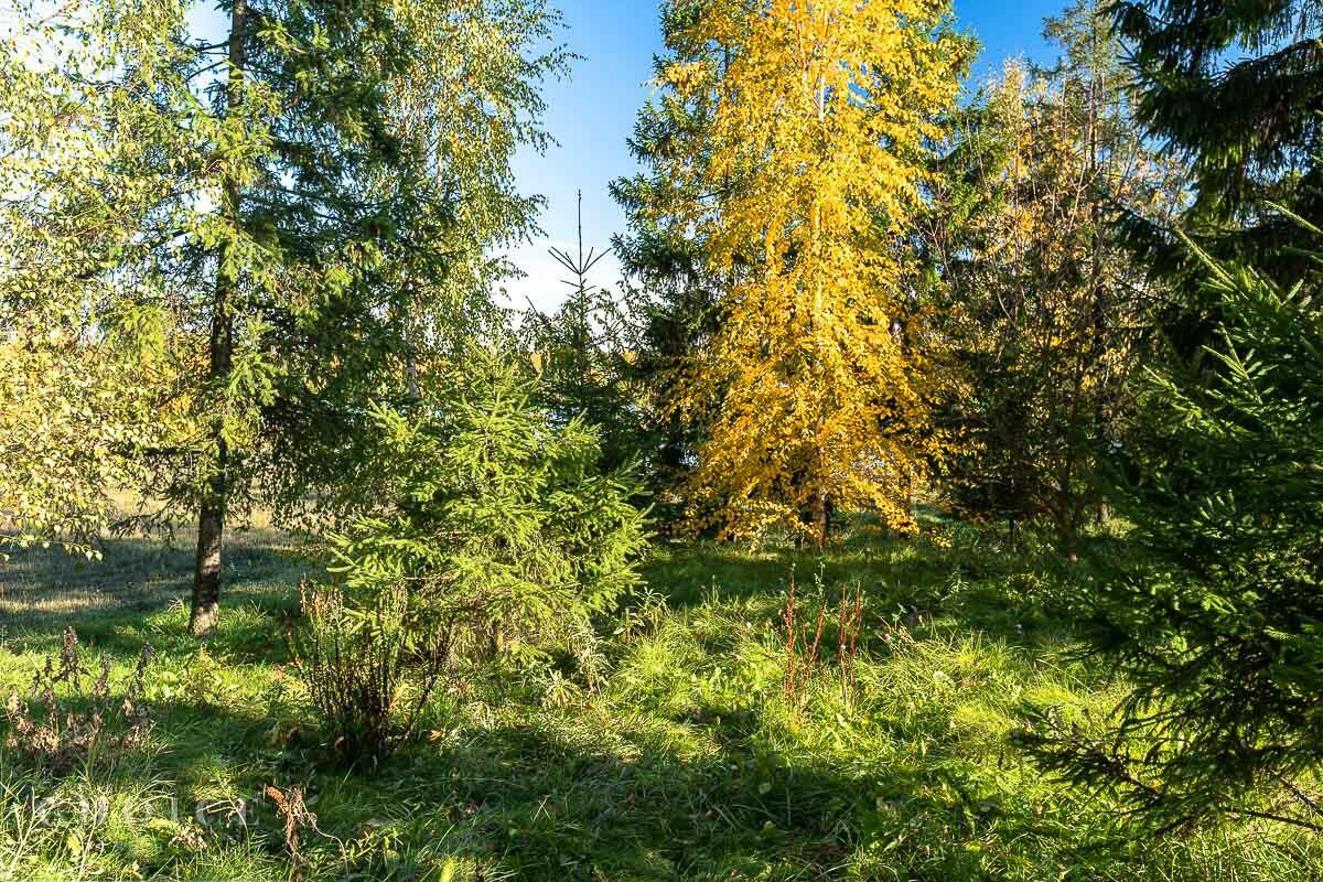 Участок 60 сот.