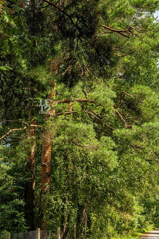 Участок 55.76 сот.