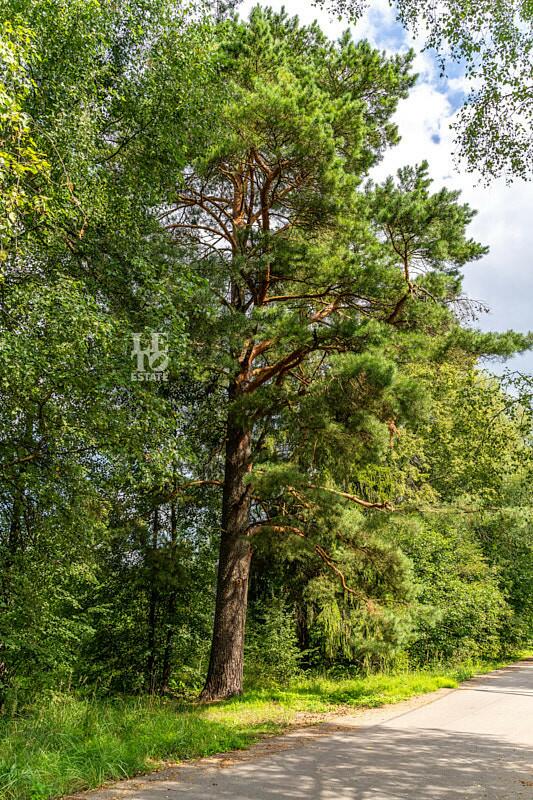 Участок 81.84 сот.