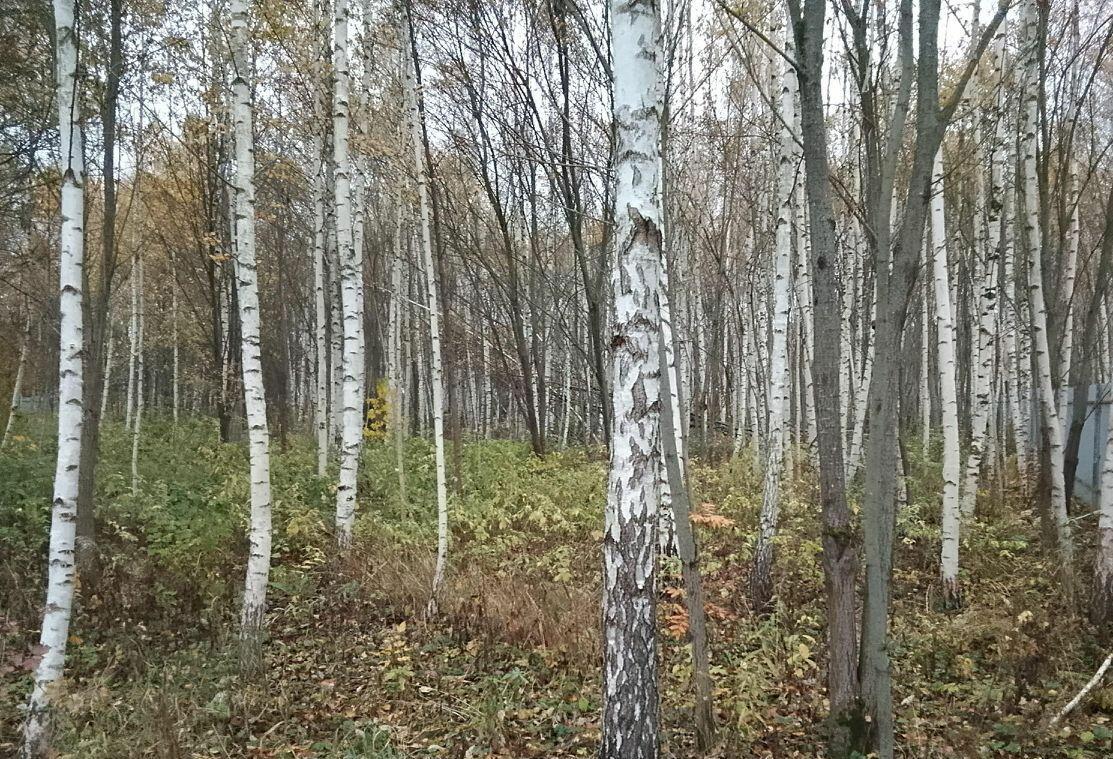 Участок 25 сот.