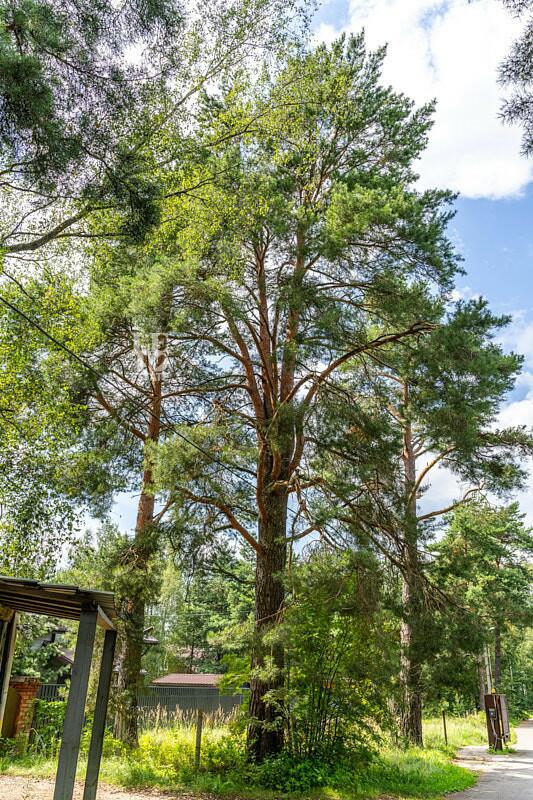 Участок 86.94 сот.