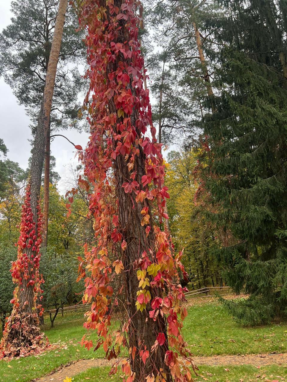 Участок 96.6 сот. в охраняемом поселке